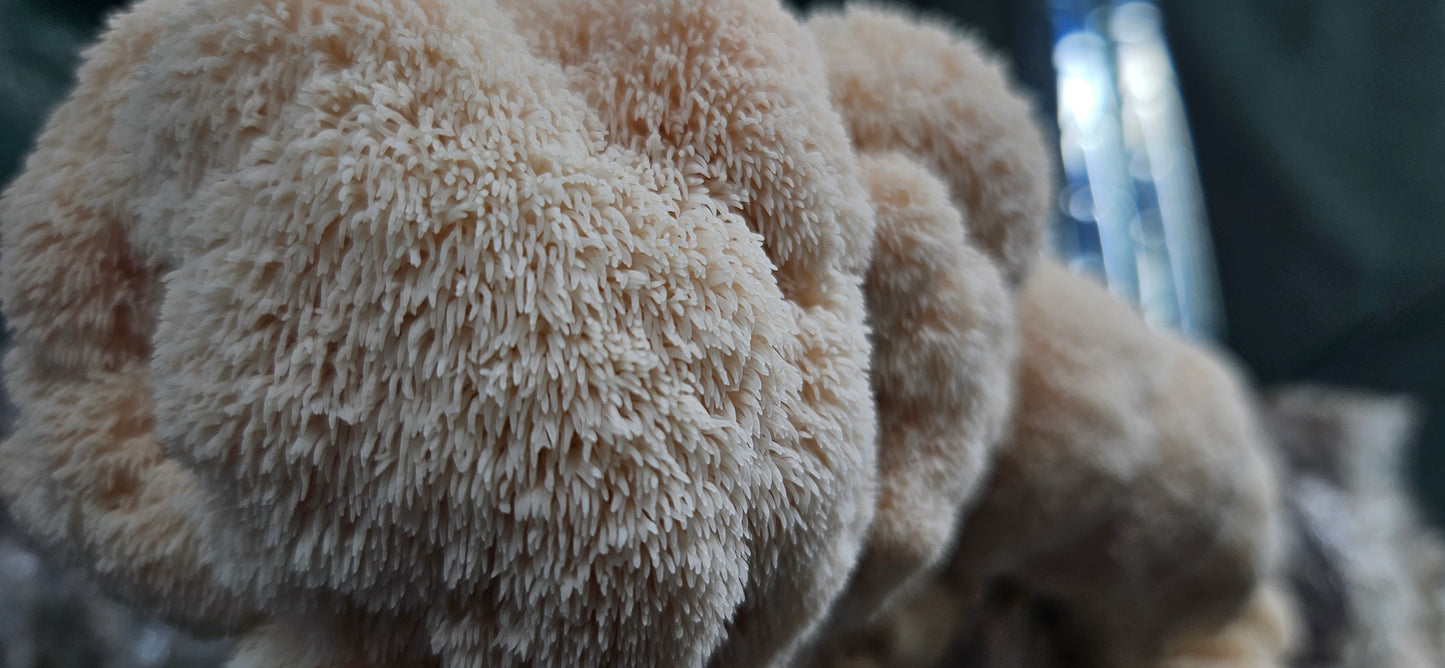 Fresh Lion's Mane Mushroom