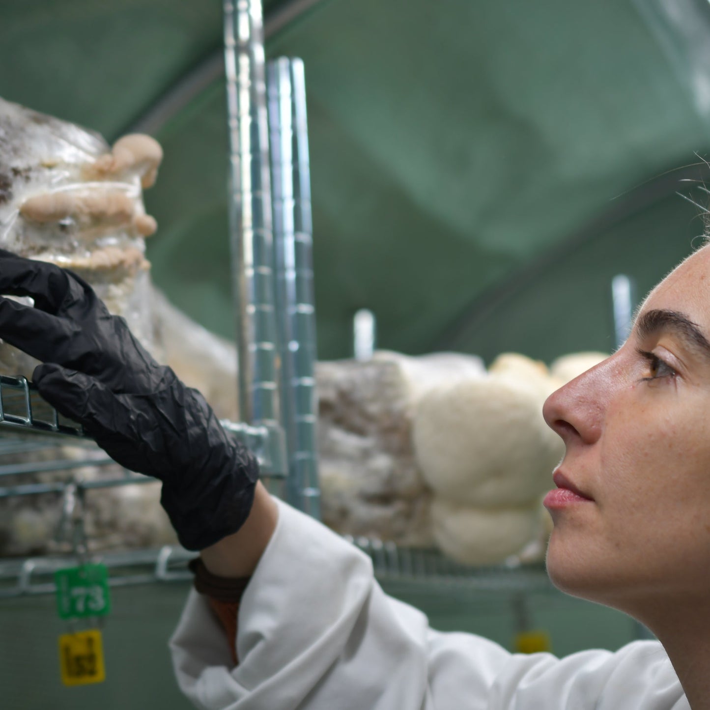 Mushroom Cultivation Workshop