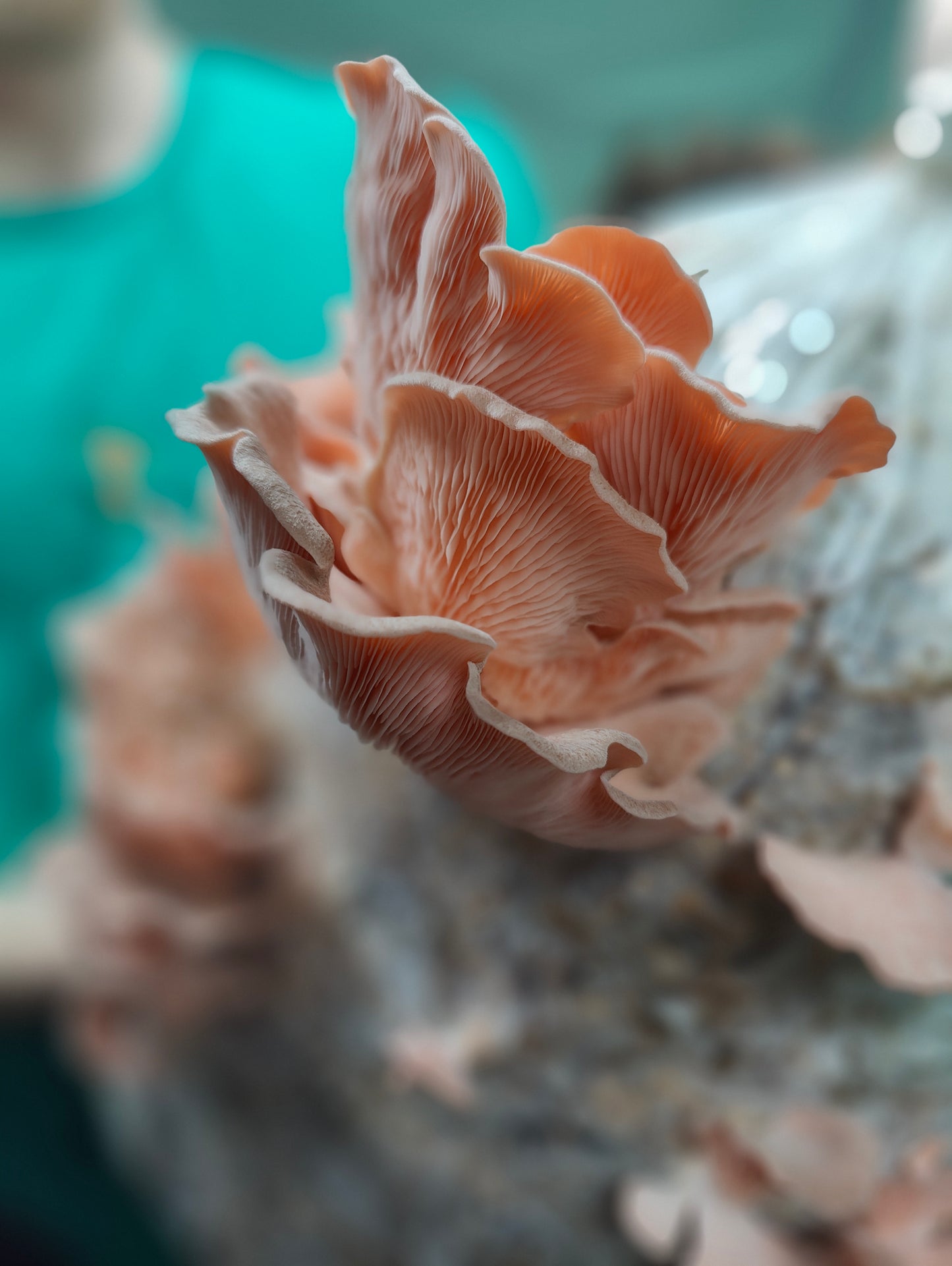 MOGU-grown Specialty Mushrooms! - Mogu Amsterdam