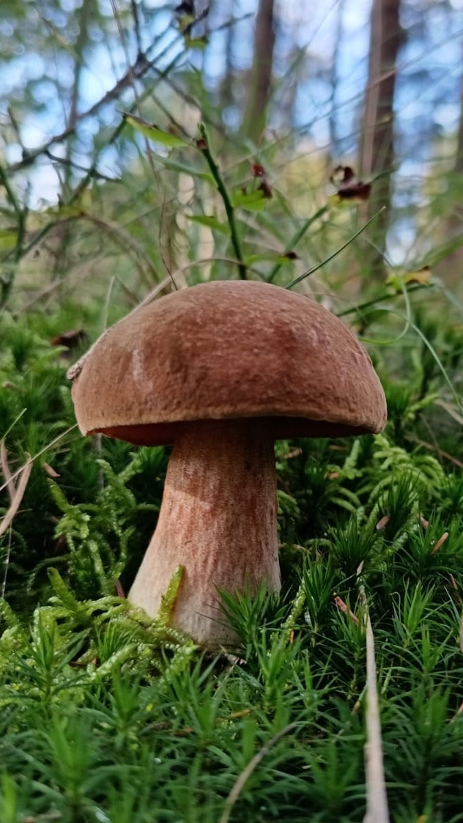 Wild Mushroom Foraging Tour and Tasting - MOGU Amsterdam
