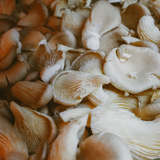 Fresh Oyster Mushroom - MOGU Amsterdam