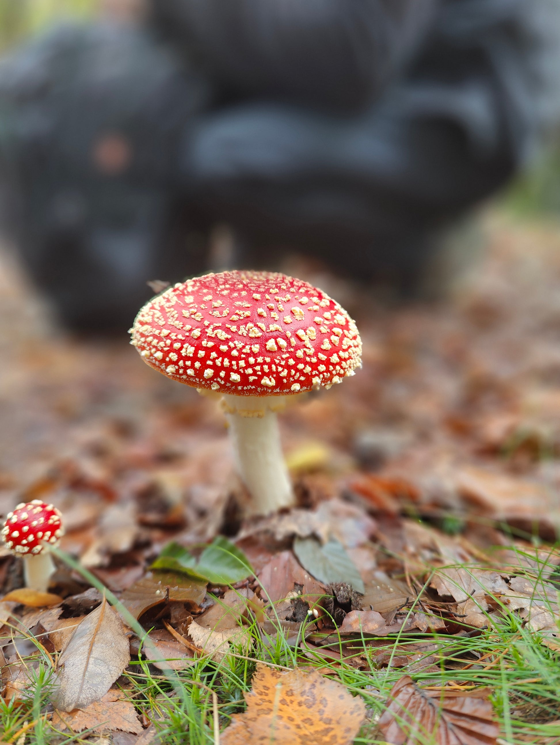 Wild Mushroom Foraging Tour and Tasting - MOGU Amsterdam