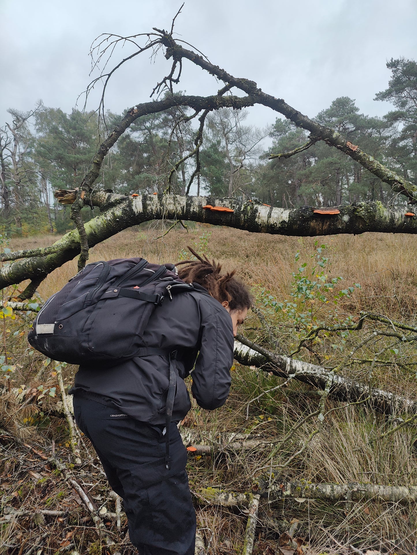 Wild Mushroom Foraging Tour and Tasting - MOGU Amsterdam
