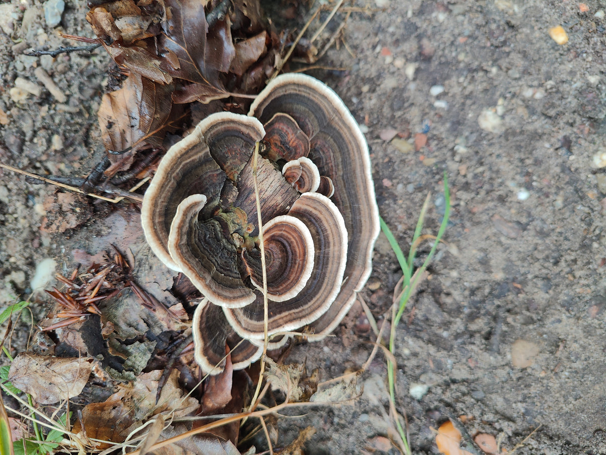 Turkey tail