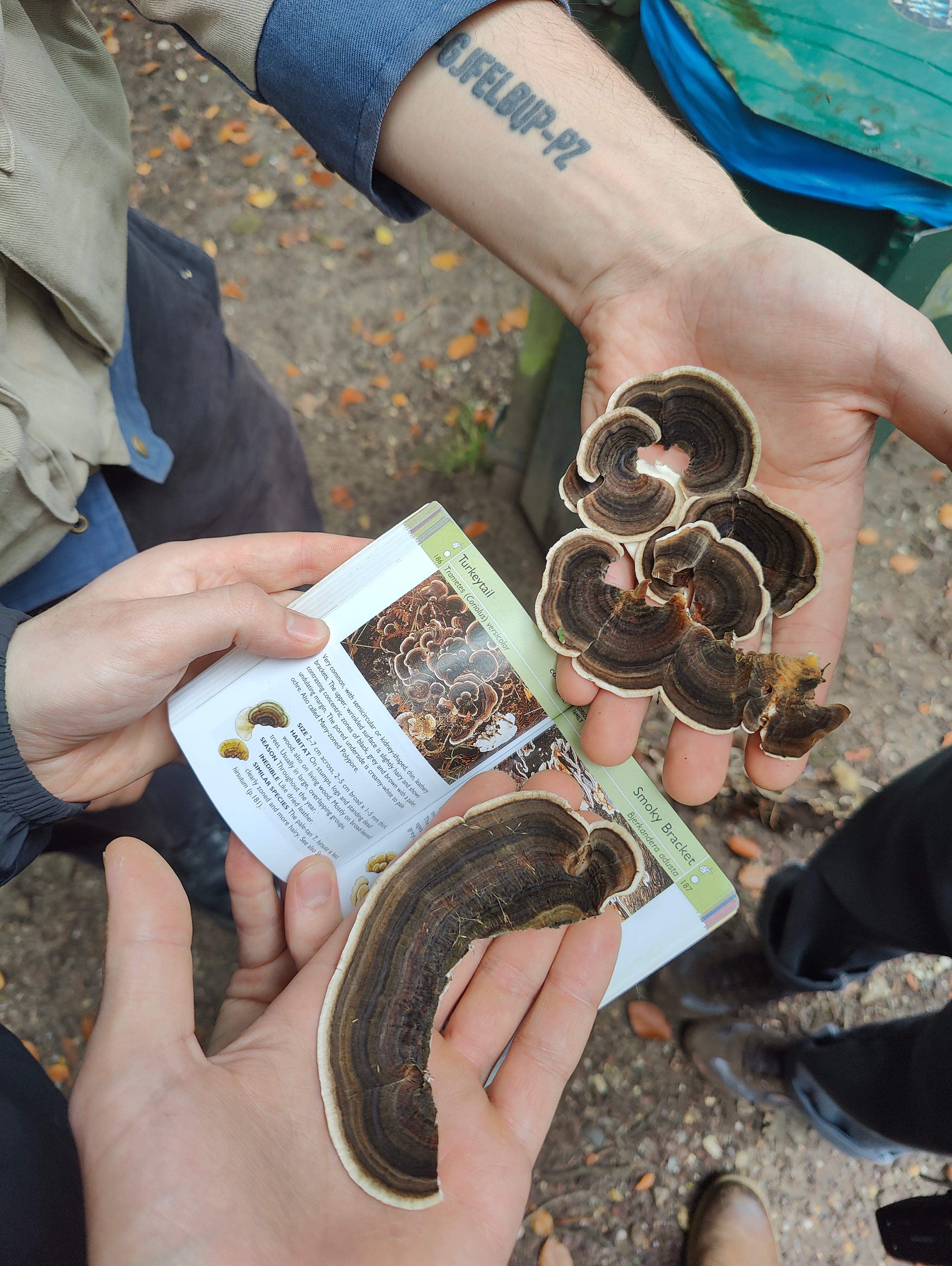 Wild Mushroom Foraging Tour and Tasting - MOGU Amsterdam