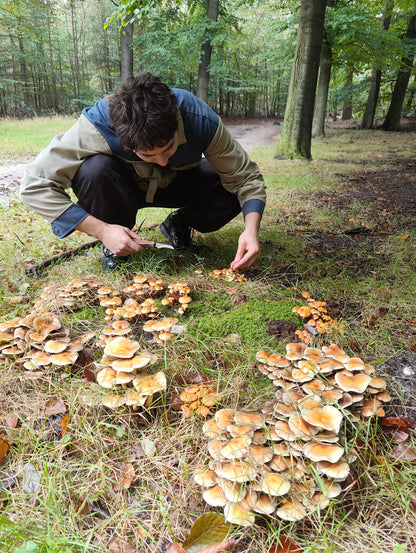 Wild Mushroom Foraging Tour and Tasting - MOGU Amsterdam