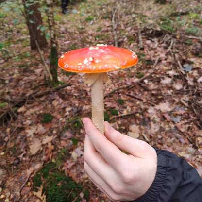 Wild Mushroom Foraging Tour