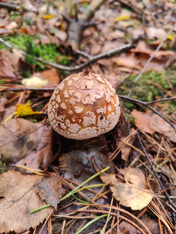 Underside of Panther cap