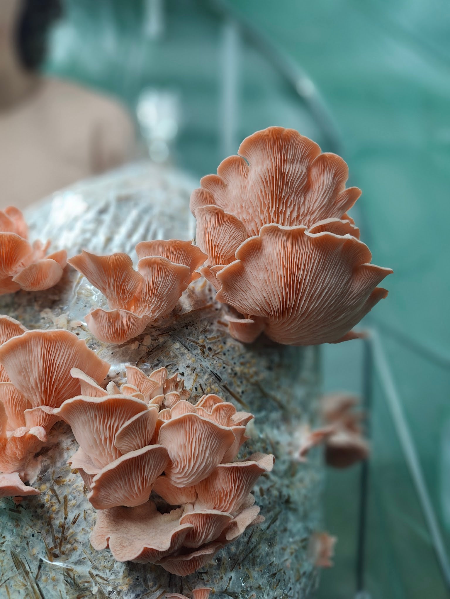 MOGU-grown Specialty Mushrooms! - MOGU Amsterdam