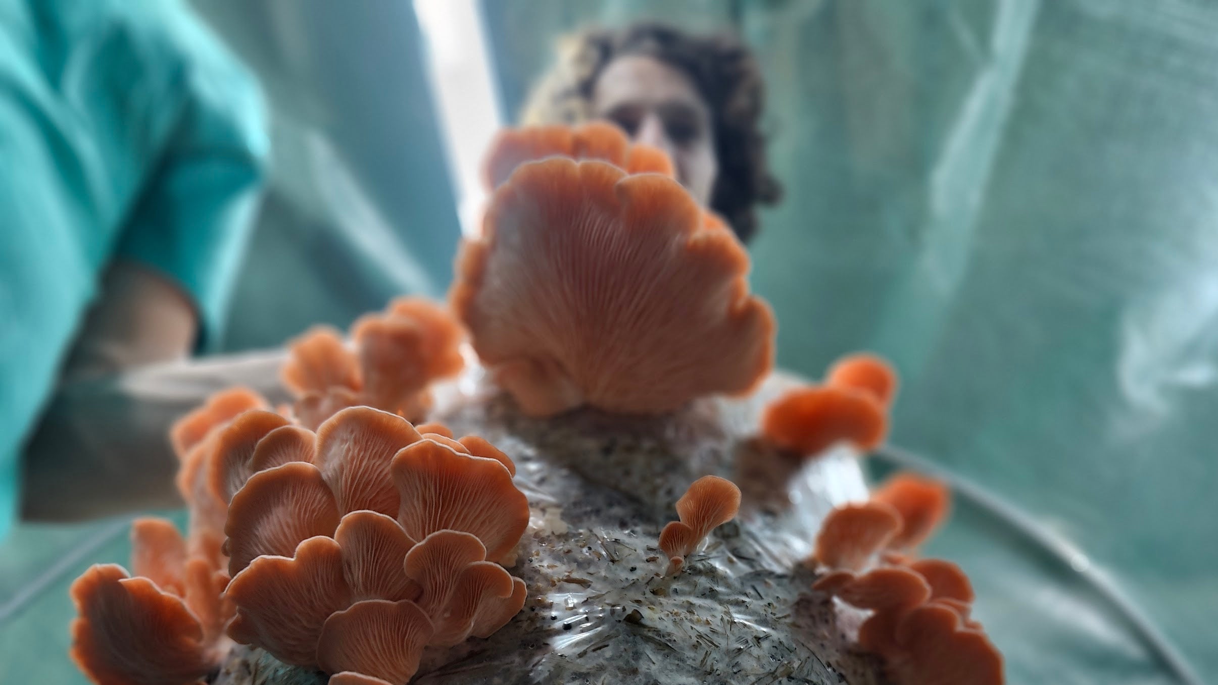MOGU-grown Specialty Mushrooms! - MOGU Amsterdam