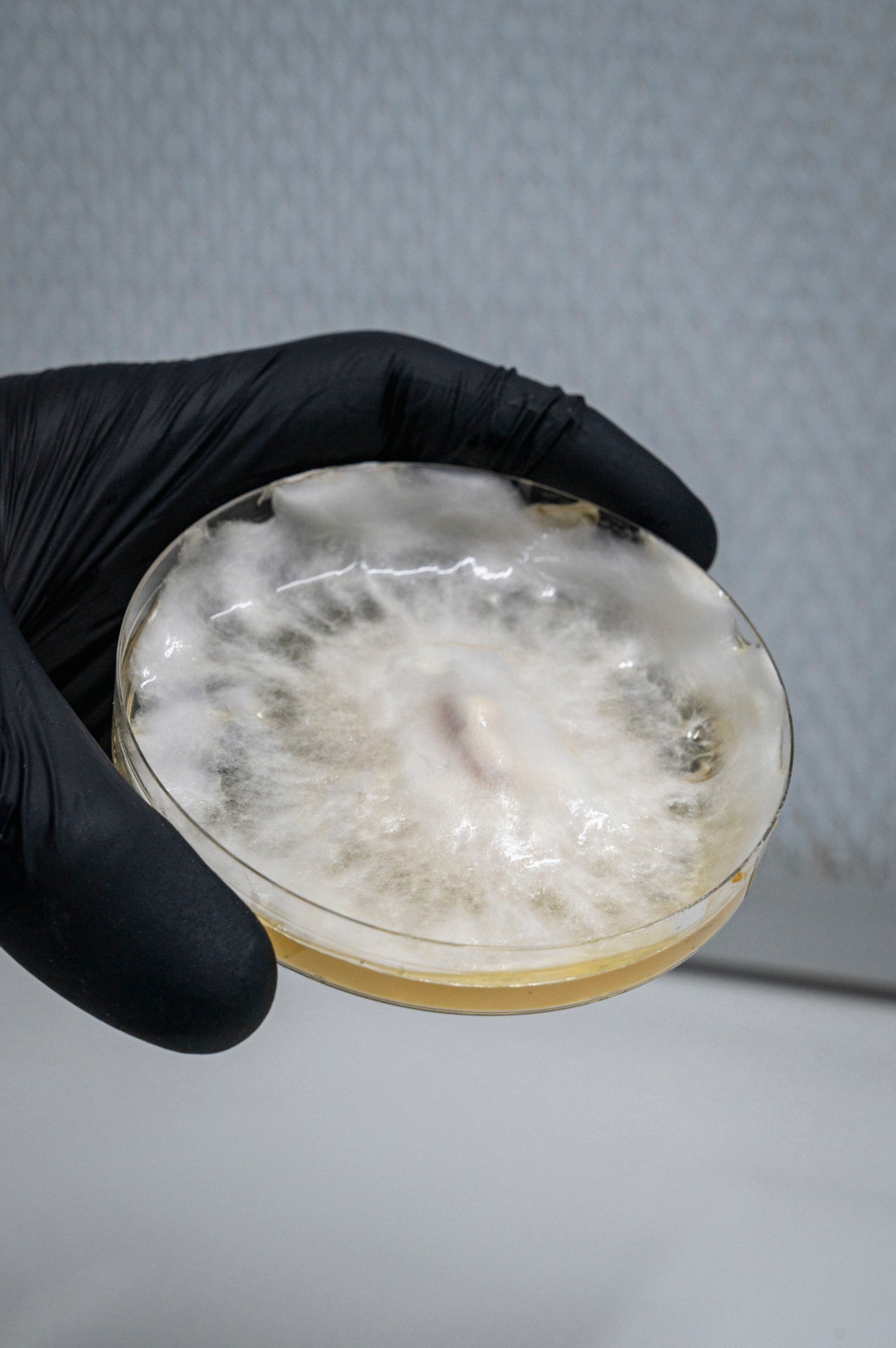 Hand holding a petri dish with a sample, wearing a black glove on a neutral background