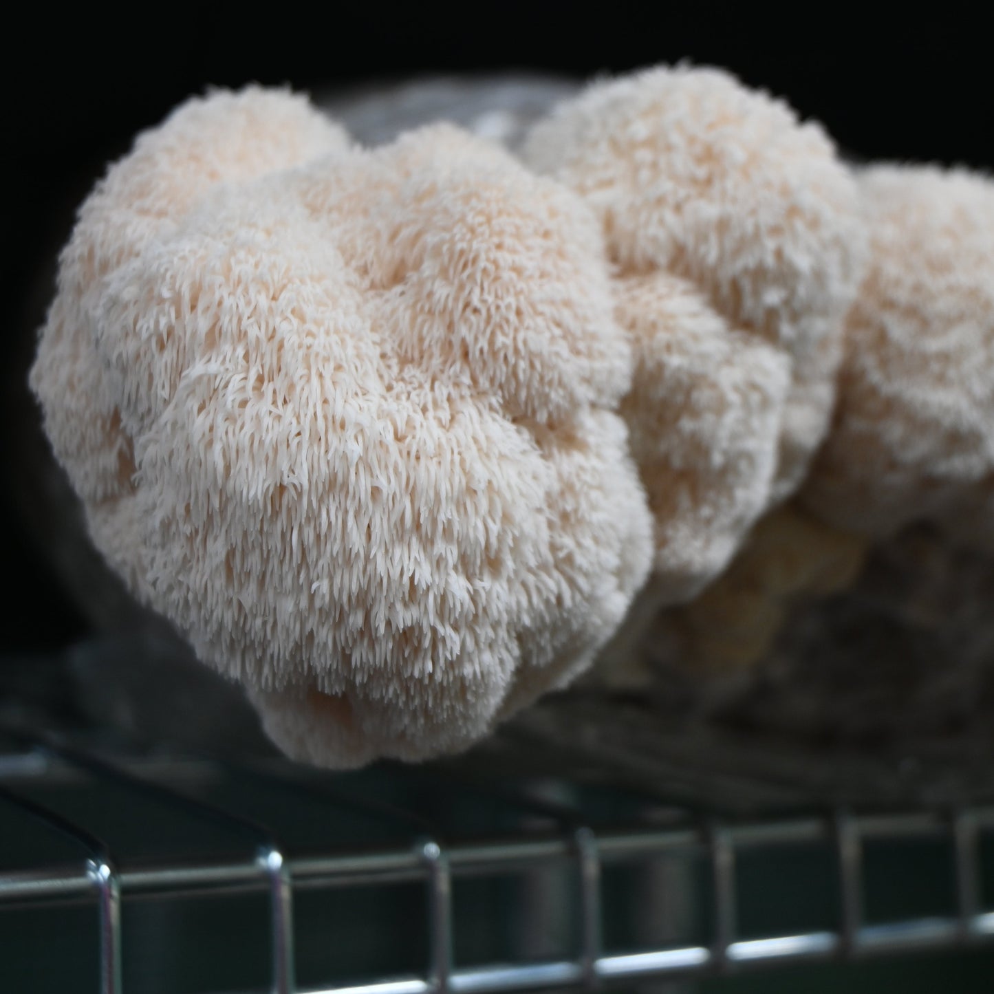 Fresh Lion's Mane Mushroom