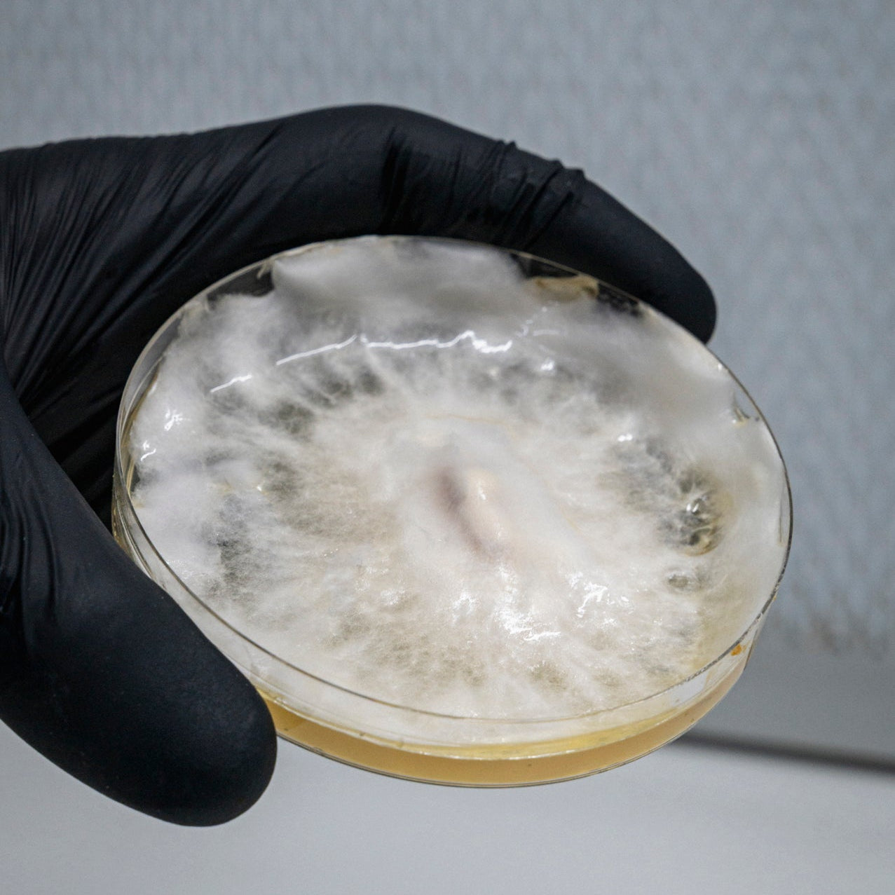 Mushroom Cultivation Workshop