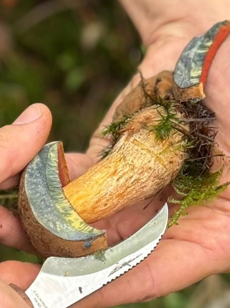 Wild Mushroom Foraging Tour and Tasting - MOGU Amsterdam