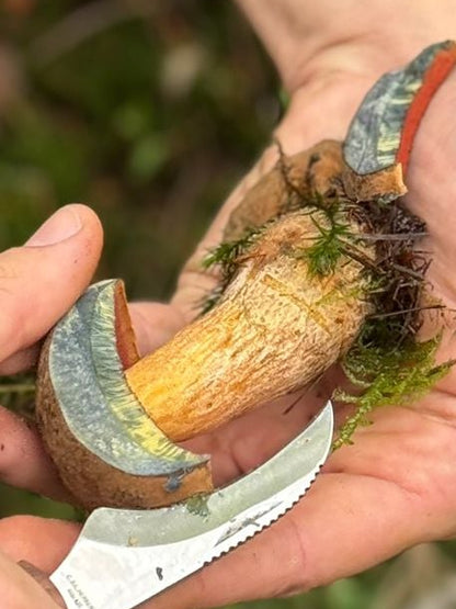 Wild Mushroom Foraging Tour and Tasting - MOGU Amsterdam