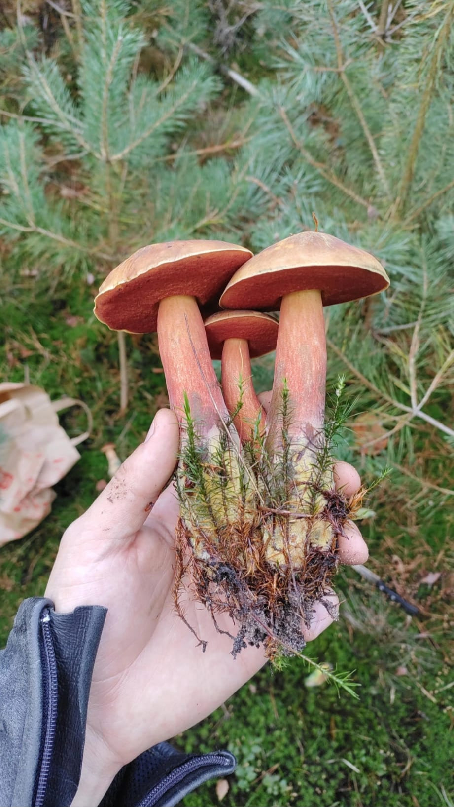 Wild mushroom foraging tour