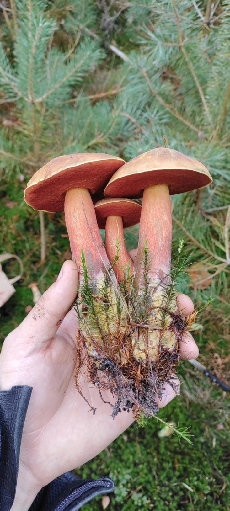 Scarletina bolete