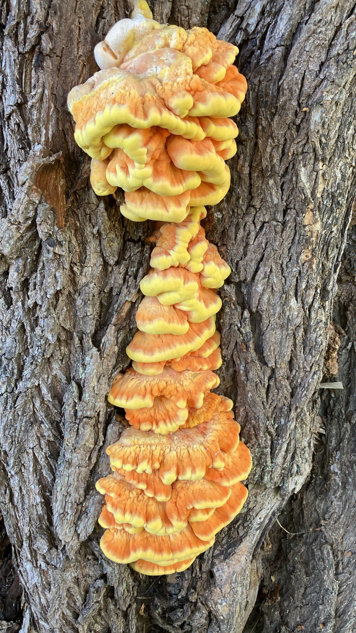 Wild Mushroom Foraging Tour and Tasting - MOGU Amsterdam