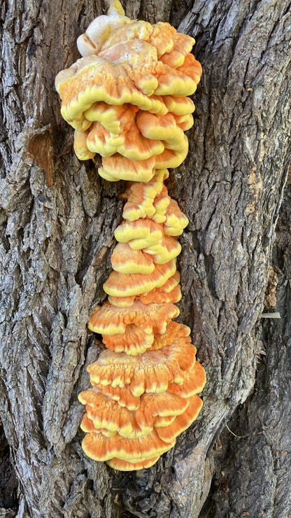 Wild Mushroom Foraging Tour and Tasting - MOGU Amsterdam