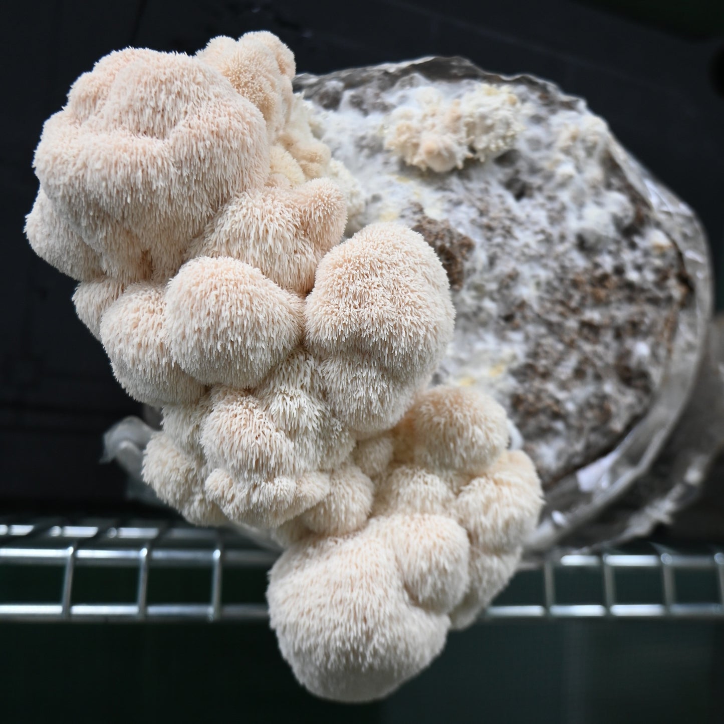 Fresh Lion's Mane Mushroom