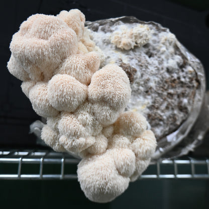 Fresh Lion's Mane Mushroom