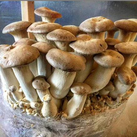 Oyster Mushroom Grow Kit - MOGU Amsterdam