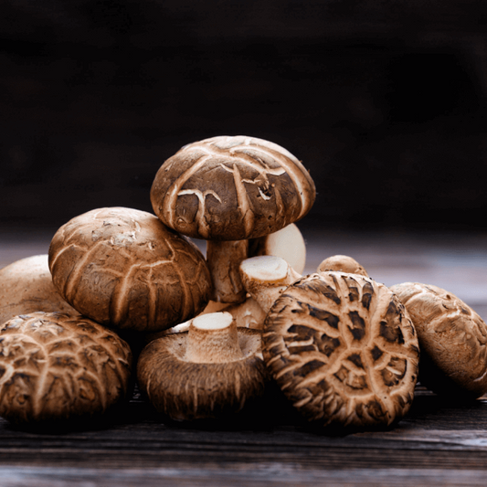 Fresh Shiitake - MOGU Amsterdam